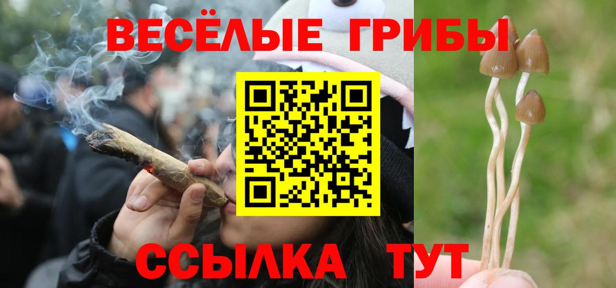 Псилоцибиновые грибы Psilocybine cubensis  Вход с VPN  Галлюциногенные грибы мицелий  Балашов 